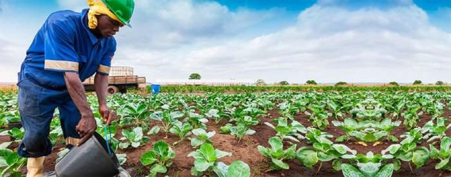 HORTICULTURE - The Embassy Of The Republic Of Kenya Kuwait